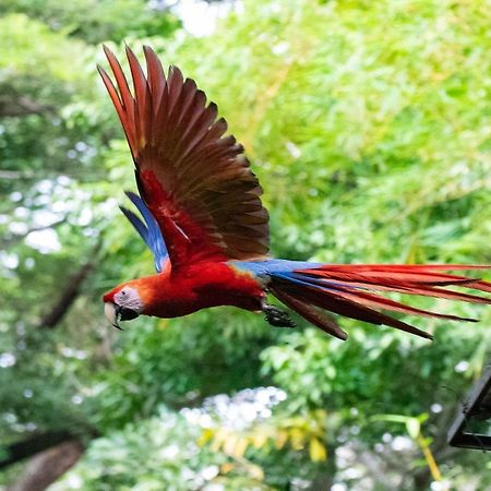 Jungle Lodge At Wild Sun Rescue Center Cabuya  Buitenkant foto