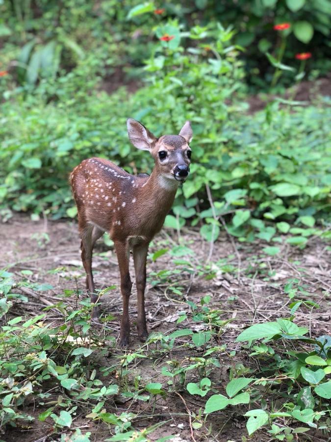 Jungle Lodge At Wild Sun Rescue Center Cabuya  Buitenkant foto