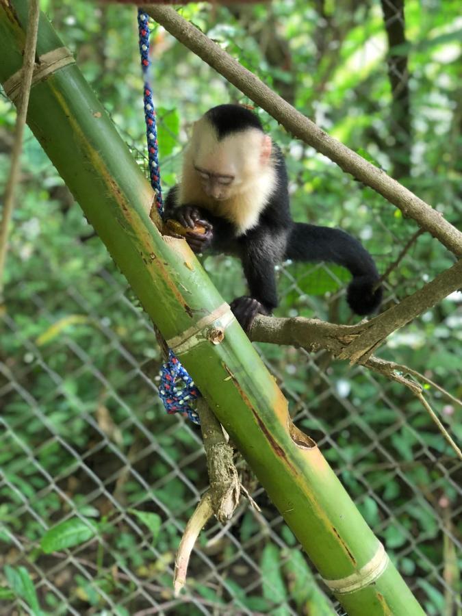Jungle Lodge At Wild Sun Rescue Center Cabuya  Buitenkant foto
