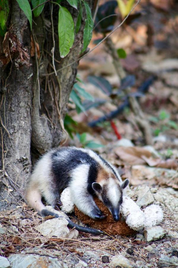 Jungle Lodge At Wild Sun Rescue Center Cabuya  Buitenkant foto