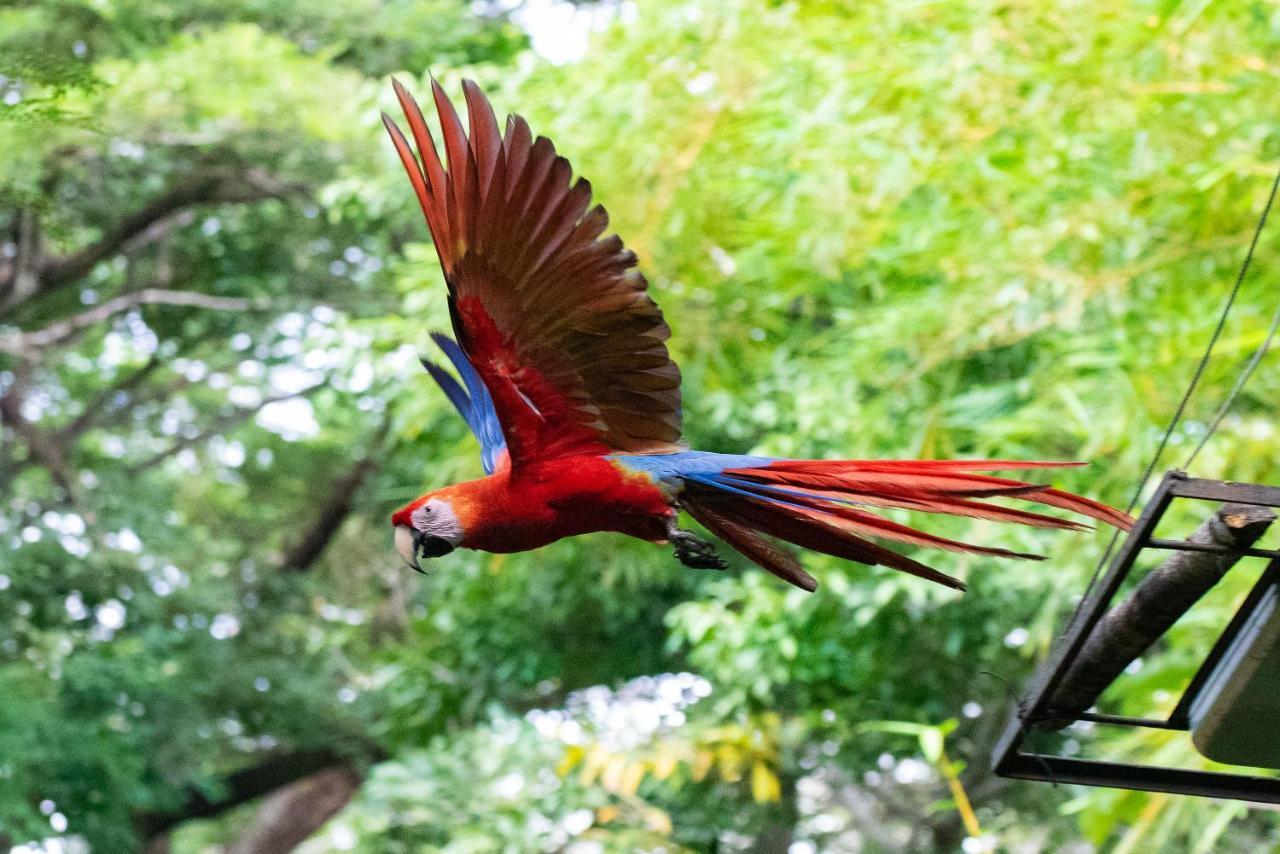 Jungle Lodge At Wild Sun Rescue Center Cabuya  Buitenkant foto